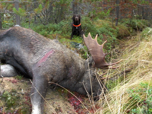 Stor elgtyr fra Jämtland i Sverige